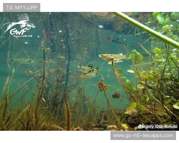 圭亚那水上体育逐渐成特色项目，圭亚那鱼类