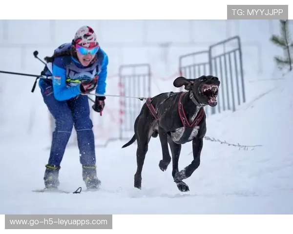 雪橇锦标：俄罗斯队稳居金牌榜，冲击纪录已在眼前！，俄罗斯雪橇犬